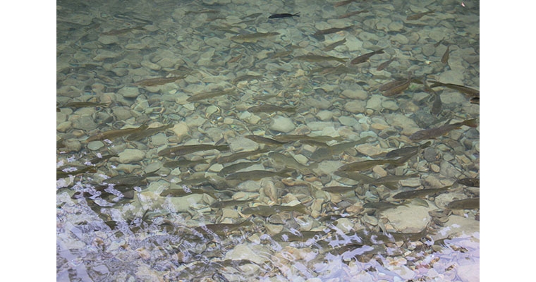 使用水質檢測儀對養魚的作用